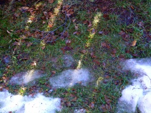 Green grass and melting snow